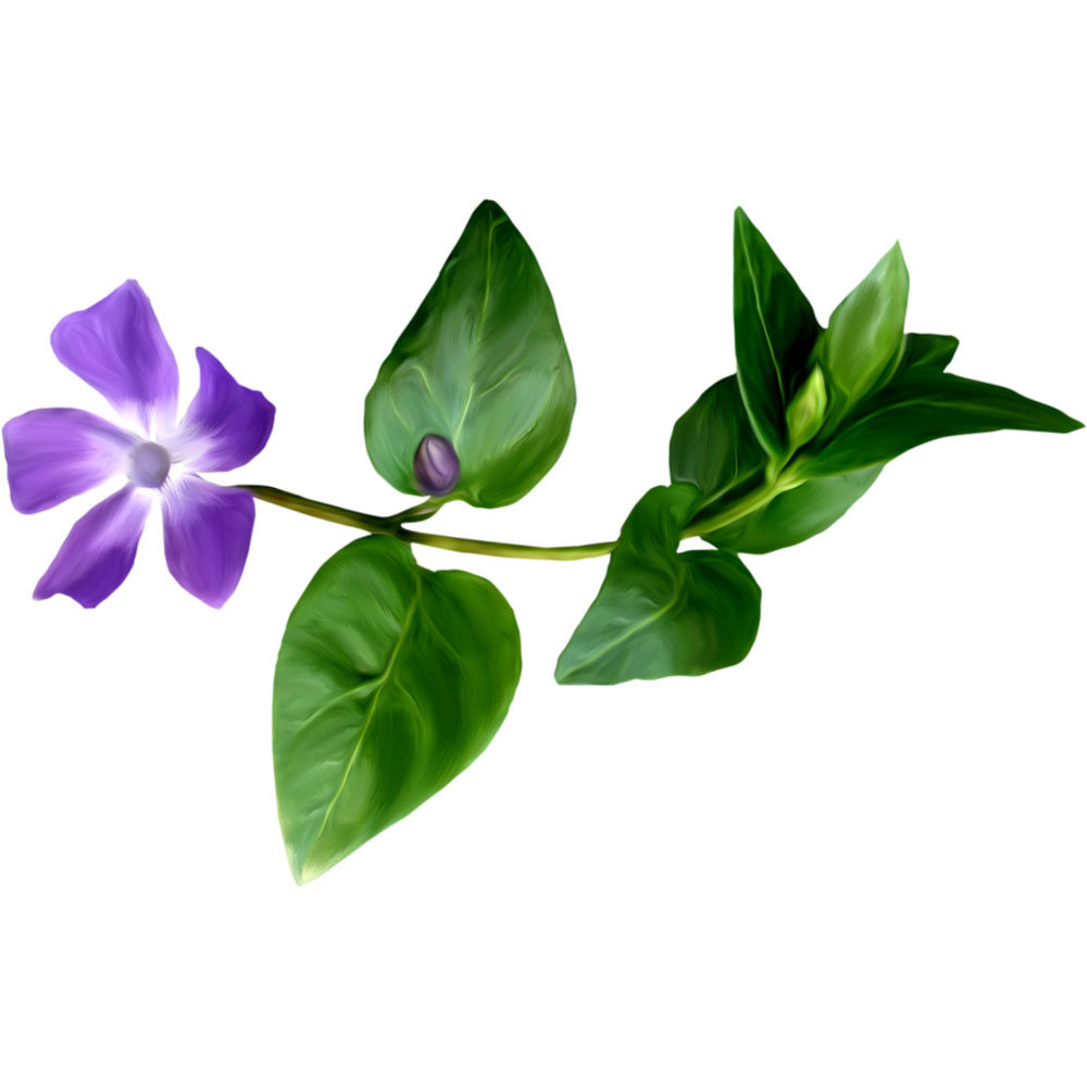  Барвинок малый 