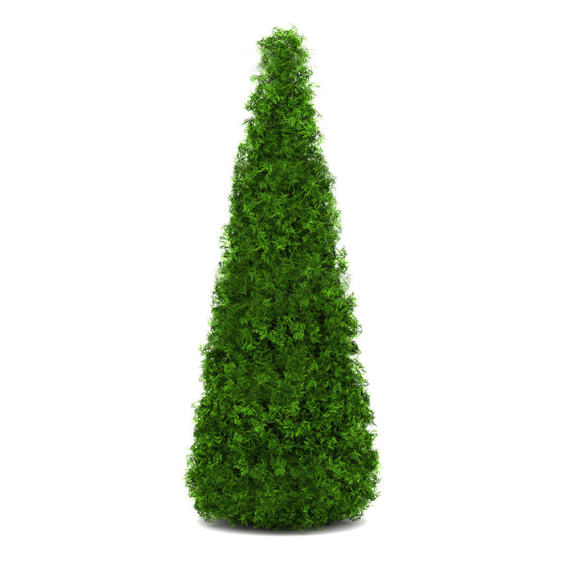  Туя западная 