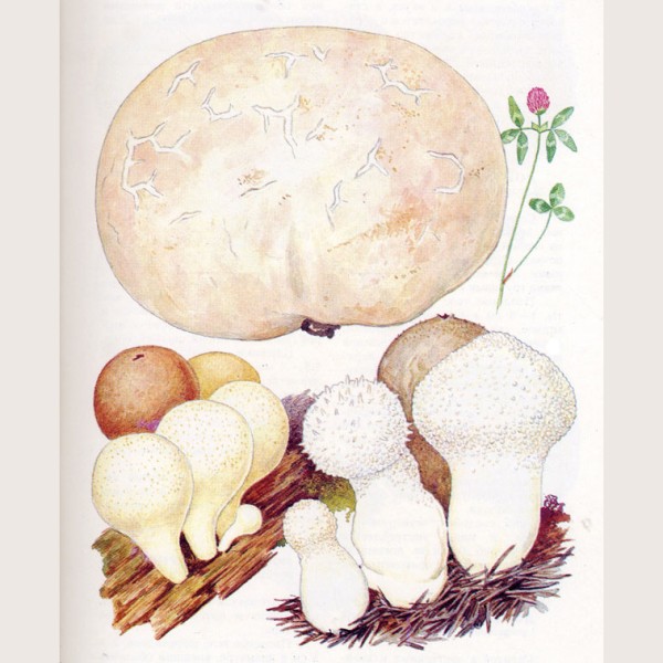 Дождевик гигантский