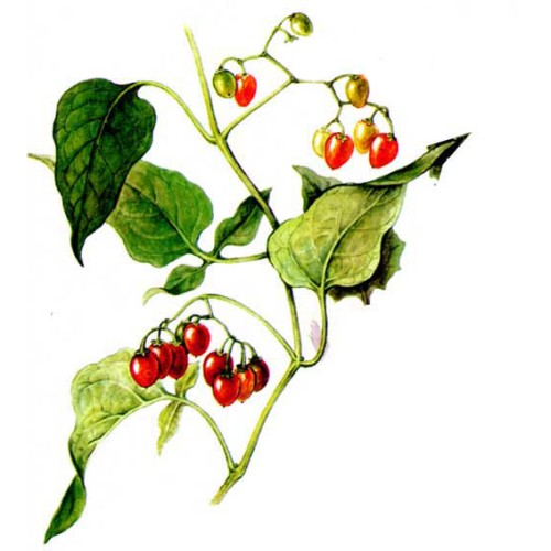 Паслён сладко-горький фото