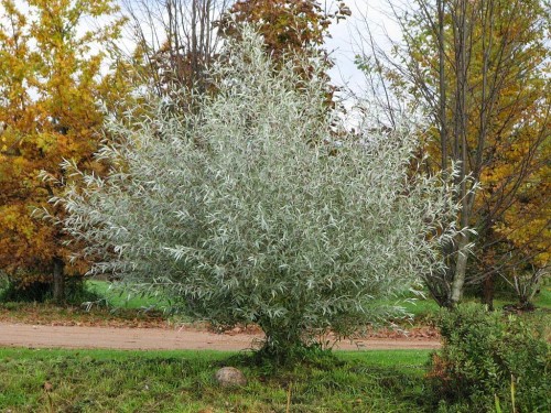 Ива белая фото