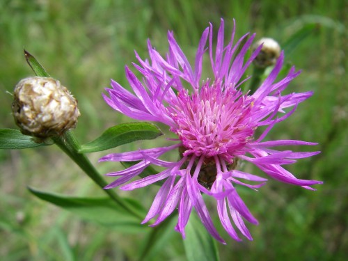 Василёк луговой фото