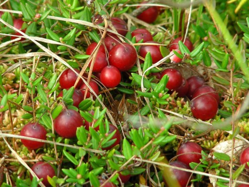 Клюква болотная фото