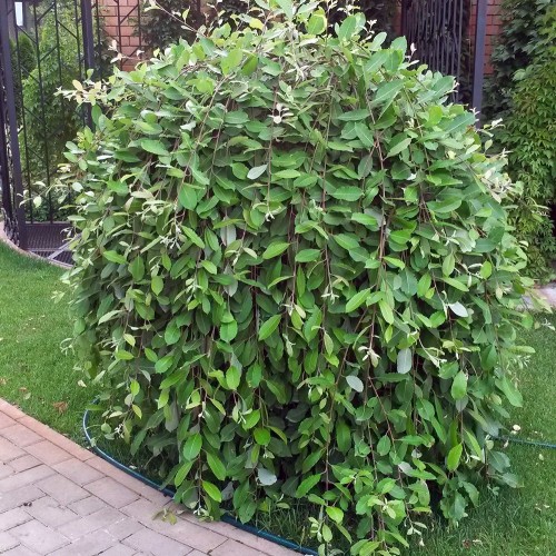 Ива козья фото