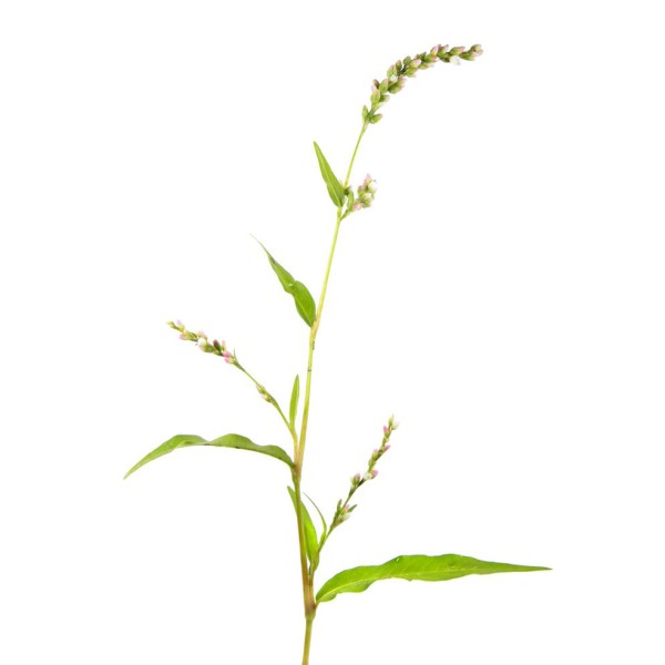 Горец почечуйный