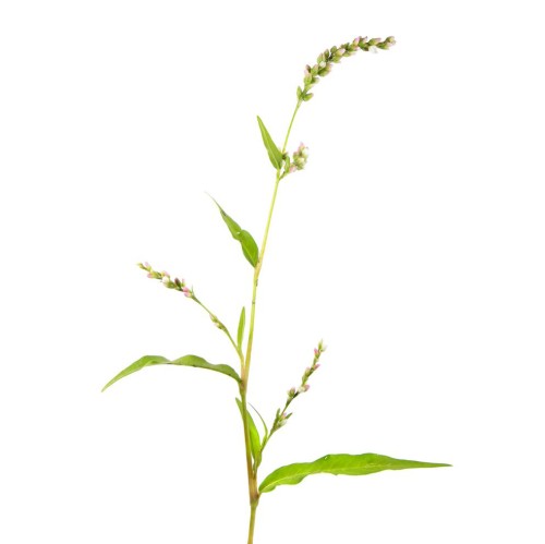 Горец почечуйный фото