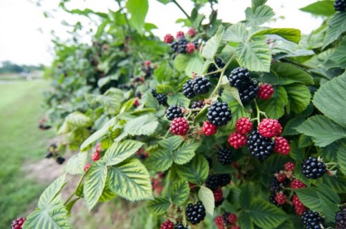 Ежевика обыкновенная фото