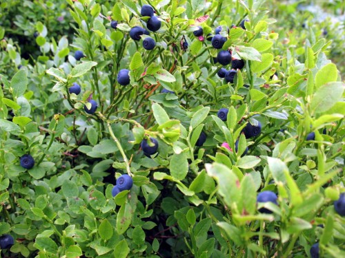 Черника обыкновенная фото