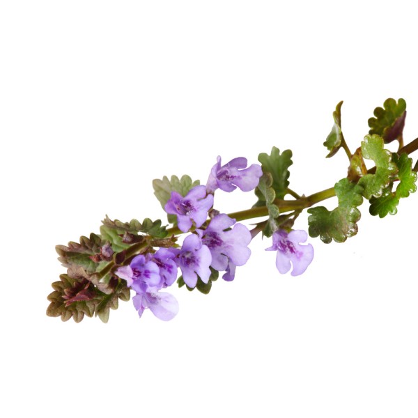 Будра плющевидная