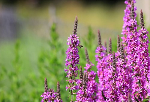 Дербенник иволистный фото