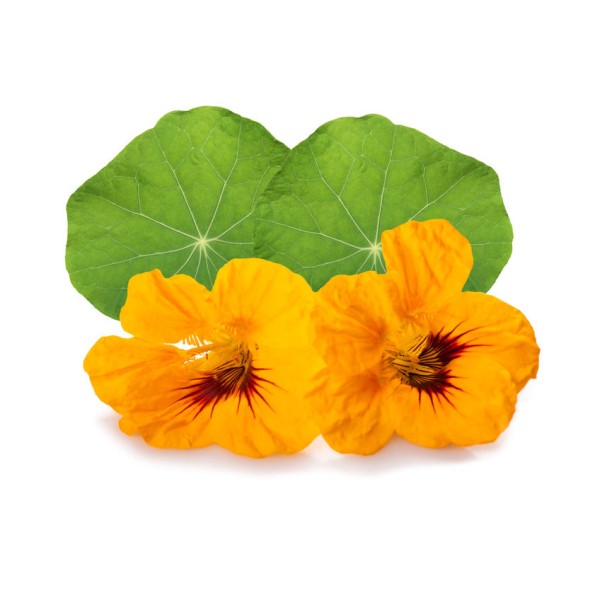 Настурция большая