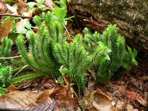 Баранец обыкновенный фото