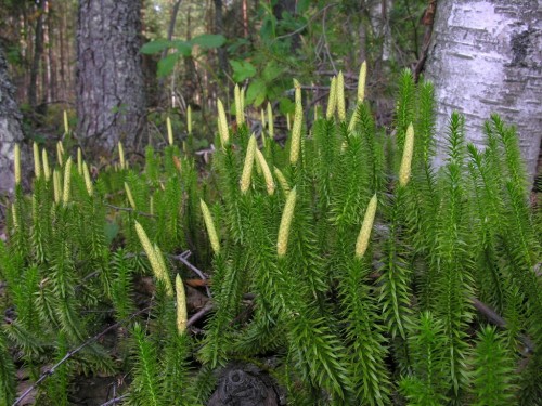 Плаун годичный фото