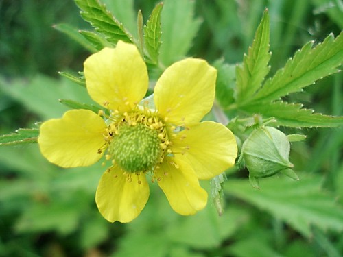 Гравилат городской фото