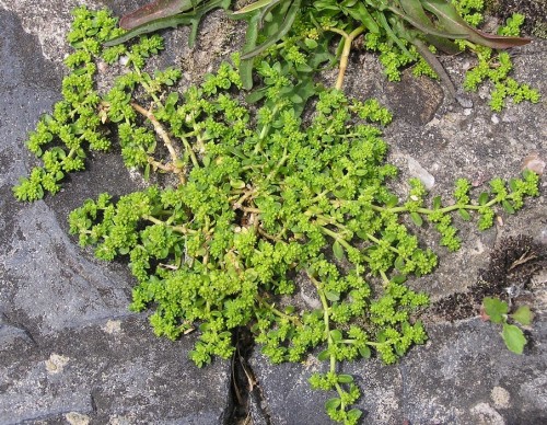 Грыжник голый фото