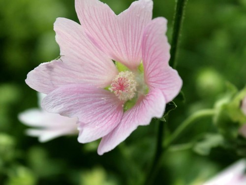 Алтей лекарственный фото