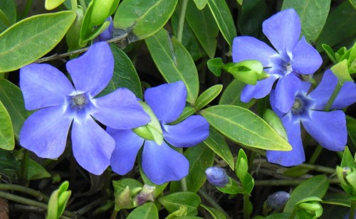 Барвинок малый фото