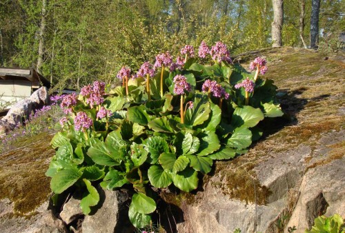 Бадан толстолистный фото