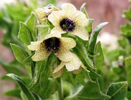 Белена черная фото