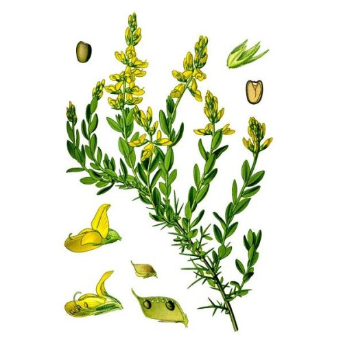 Дрок красильный фото