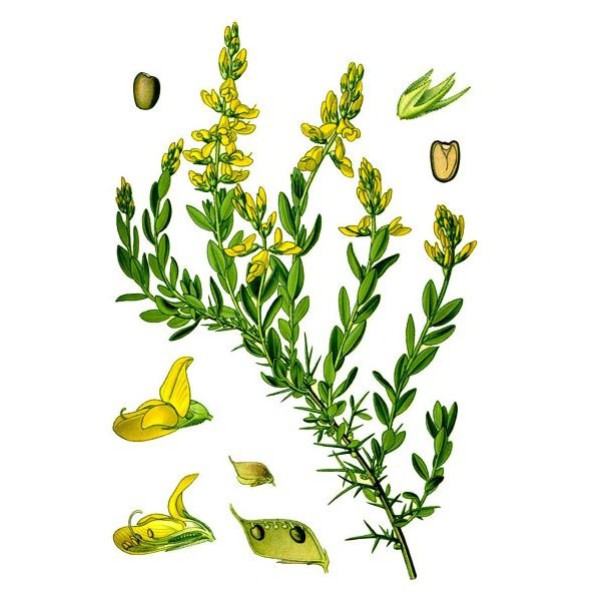 Дрок красильный