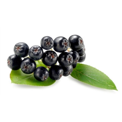 Рябина черноплодная фото