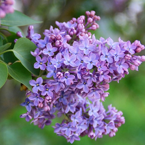 Сирень обыкновенная фото