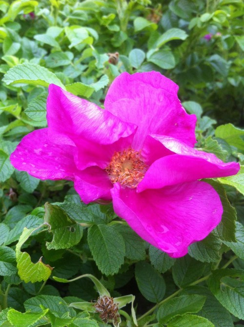 Шиповник морщинистый фото