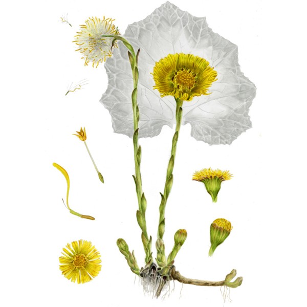 Мать-и-мачеха обыкновенная