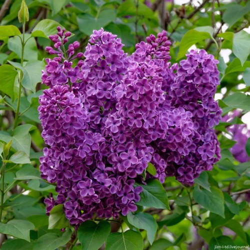 Сирень обыкновенная фото