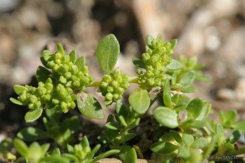 Грыжник голый фото