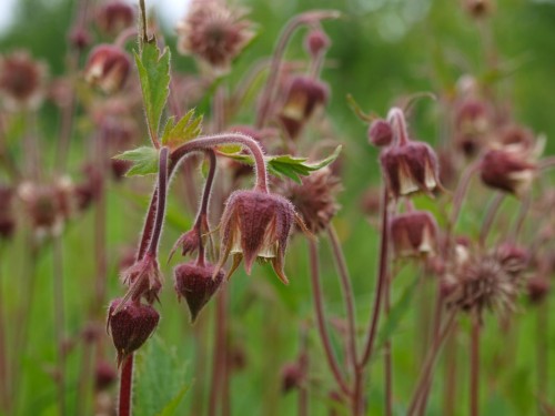 Гравилат речной фото