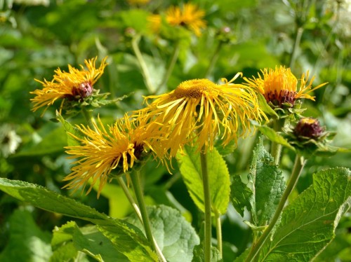 Девясил высокий фото