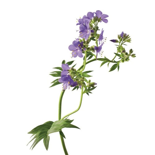 Синюха голубая фото