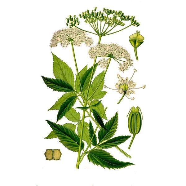 Сныть обыкновенная