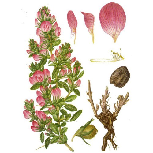 Стальник полевой фото