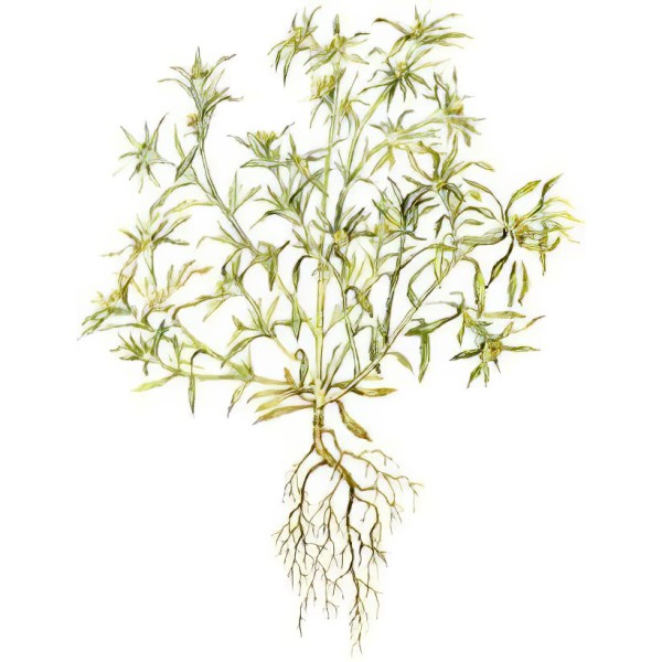 Сушеница топяная