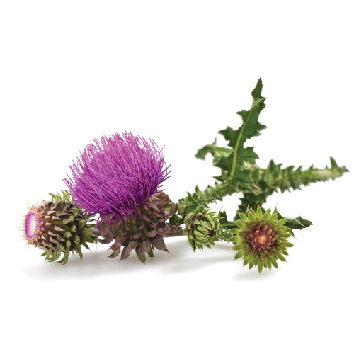 Татарник колючий фото