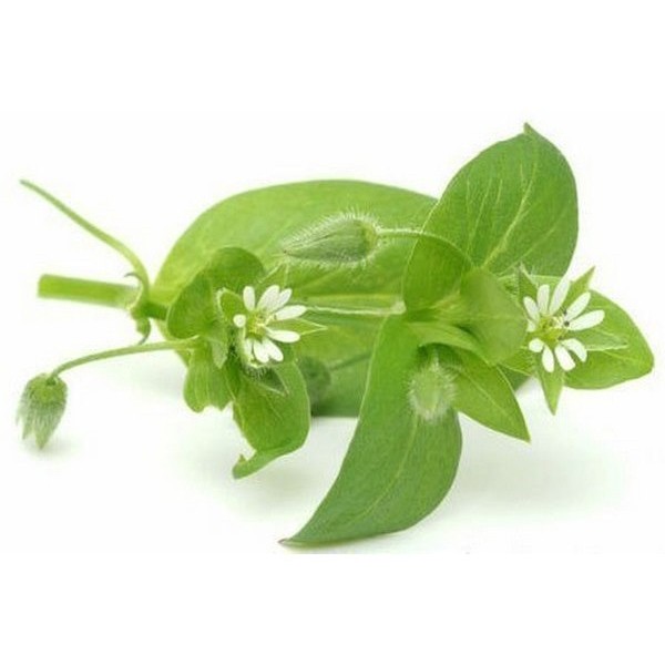 Звездчатка средняя