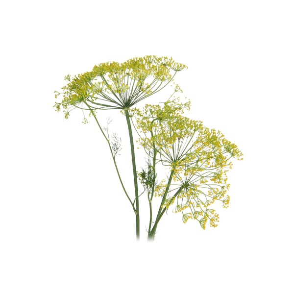 Укроп пахучий