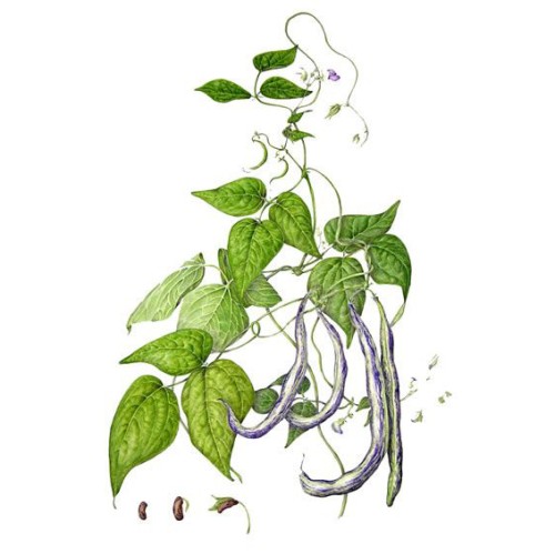 Фасоль обыкновенная фото