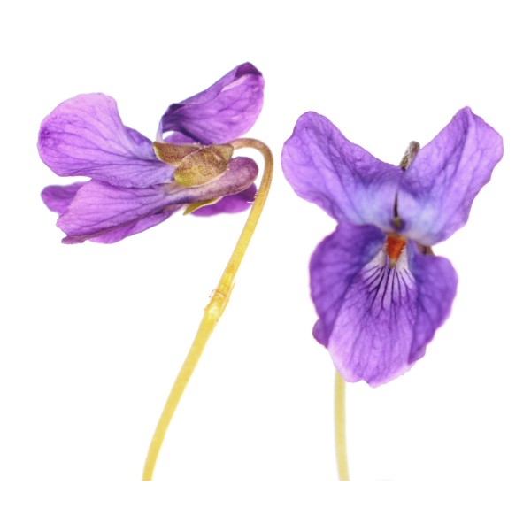 Фиалка душистая