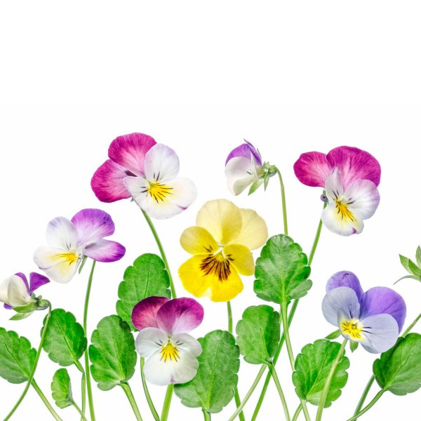 Фиалка трёхцветная