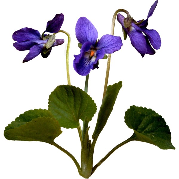 Фиалка полевая