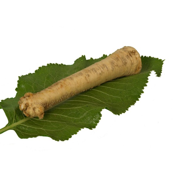 Хрен обыкновенный