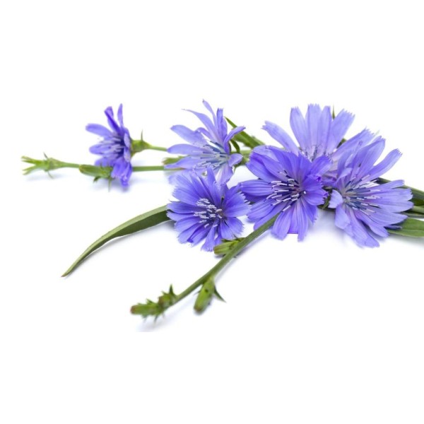 Цикорий обыкновенный