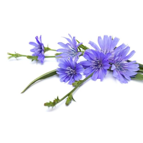 Цикорий обыкновенный фото