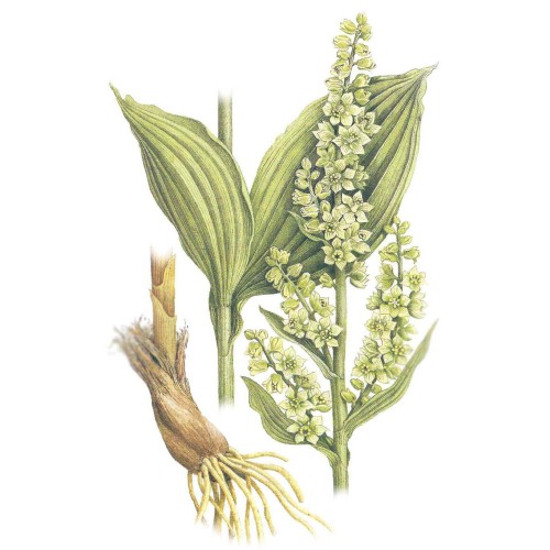 Чемерица Лобеля фото