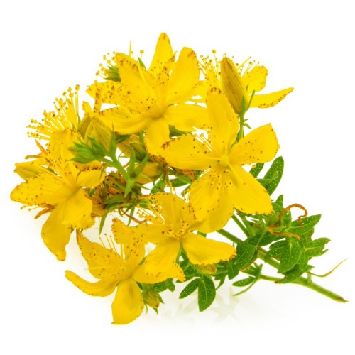 Зверобой продырявленный фото