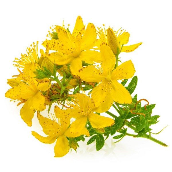 Зверобой продырявленный